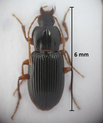 Réf. 195 161 : Pedius longicollis